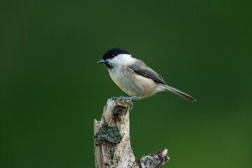 Willow tit sitting on a branch