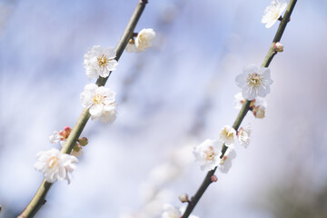 福岡県久留米市のウメの名所観光スポット修行道場梅林寺外苑の梅の花