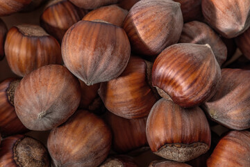Hazelnuts in the shell. Round filbert, ripe fruit of a Corylus avellana hazel shrubs.