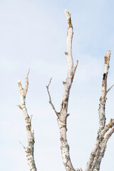 Birch tree branches towards a light blue sky 
