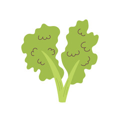 Vector green lettuce