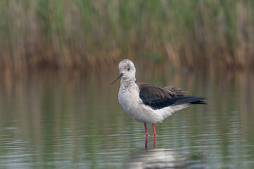 The black-winged stilt (Himantopus himantopus) bird on salt lake
