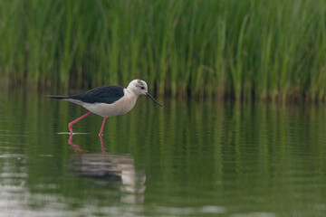 The black-winged stilt (Himantopus himantopus) bird on salt lake