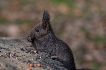 Red squirrel sitting on a tree, forest squirrel (Sciurus vulgaris)