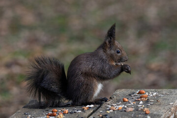 Red squirrel sitting on a tree, forest squirrel (Sciurus vulgaris)
