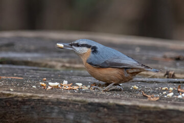 Eurasian nuthatch (Sitta europaea) sitting on bird feeder with a nut in its beak