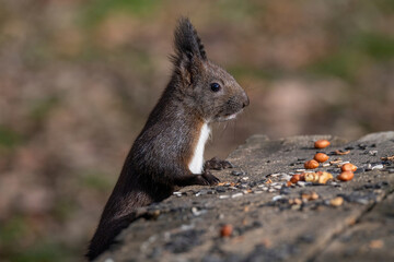 Red squirrel sitting on a tree, forest squirrel (Sciurus vulgaris)