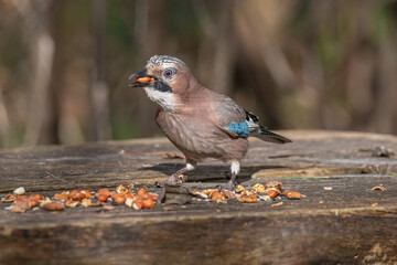 Closeup of Eurasian Jay ( Garrulus glandarius) in its natural habitat