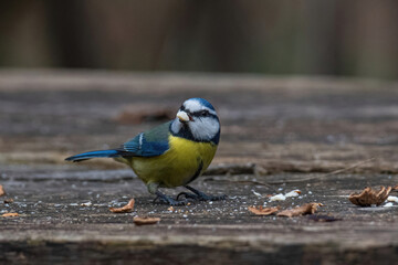 Blue tit (Cyanistes caeruleus or Parus caeruleus) Wildlife photo