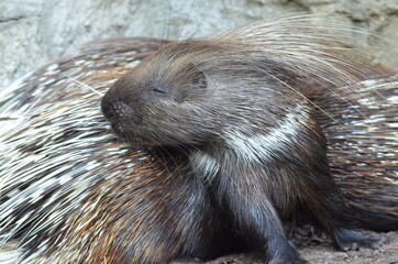 Porcupine is grooming itself - Tierpark Berlin
