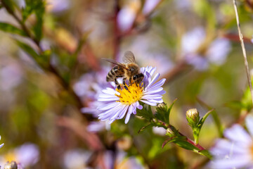 Apiculture - Abeille mellifère butinant des fleurs d'aster