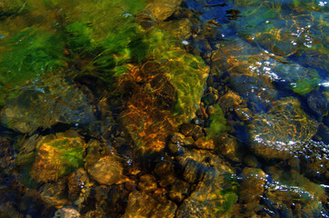 Landscape with a riverain bank, on a sunny day in summer