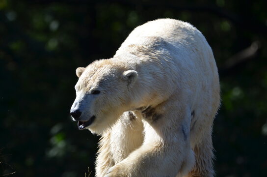 รูปภาพHypercarnivorous เลือกดูภาพถ่ายสต็อก เวกเตอร์ และวิดีโอ368