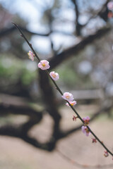 福岡県久留米市のウメの名所観光スポット修行道場梅林寺外苑の梅の花