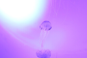 クラゲの遊泳
