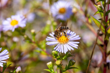 Apiculture - Abeille mellifère butinant des fleurs d'aster