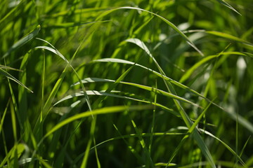 Fototapeta na wymiar Grass and alfalfa growing in a hay field in rural Ontario, Canada. Farming and agriculture.