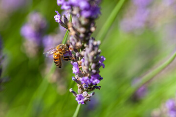 Apiculture - Abeille mellifère butinant des fleurs de lavande