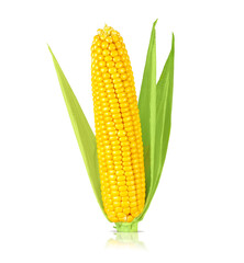 Obraz premium Ear of ripe yellow corn isolated on white background, with shadow and reflection.