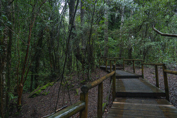 Bosque con camino de madera