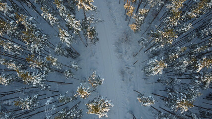 Beautiful winter landscape with a view of a snowy forest, top view