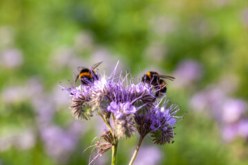 Pollinisateurs - Bourdon terrestre butinant des fleurs de phacélie dans un jardin en été