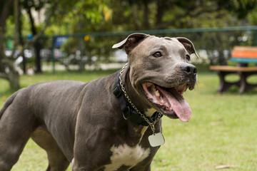 Pit bull dog playing and having fun in the park. Selective focus