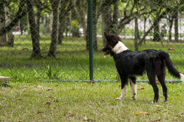 Border Collie dog playing and having fun in the park. Selective focus