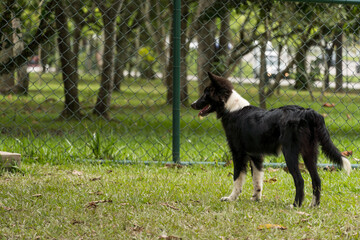 Fototapeta premium Border Collie dog playing and having fun in the park. Selective focus