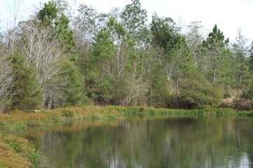 Fototapeta na wymiar Trees Along A Ponds Edge. 