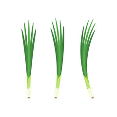 Fototapeta premium Spring onions vector. Spring onions on white background.
