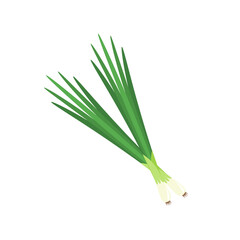 Spring onions vector. Spring onions on white background.