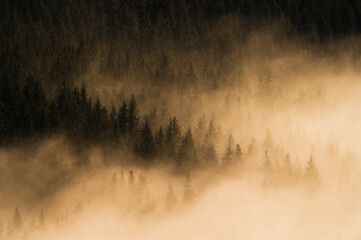 Fir trees in the fog in the light of sunrise