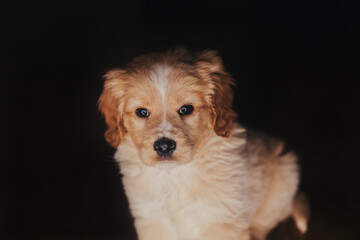 cute spaniel puppy against black background 