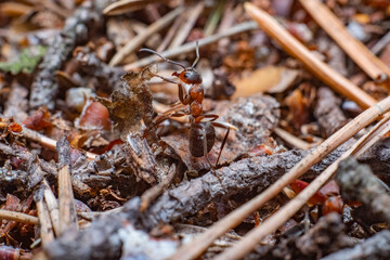 an ant crawls on dry leaves, branches and needles in autumn macro