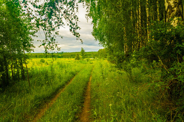 summer landscape with a road in a field on the edge of a birch forest with a gloomy rainy sky