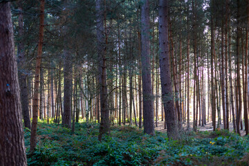 Sherwood Forest Winter