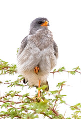 Pale Chanting Goshawk in the Kgalagadi