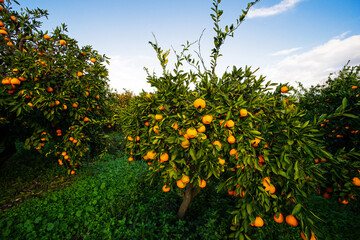 Fototapeta na wymiar Tangerines ready to be picked in cloudy sky in tangerine orchards, winter fruit