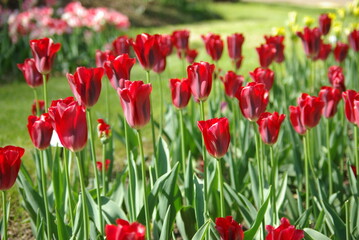 Obraz premium Tulipes rouges au jardin