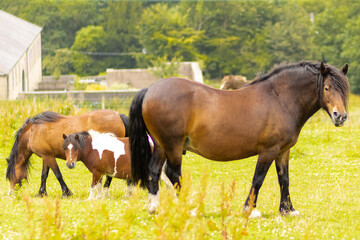 Obraz premium horse and foal