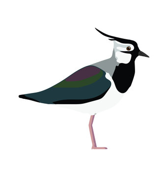 Northern lapwing bird seen in side view - Flat style vector