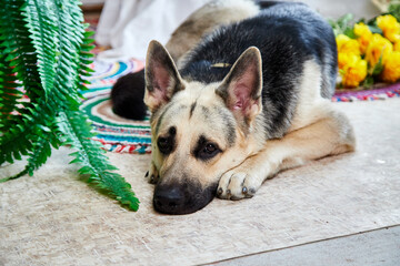 Dog German Shepherd in a forest in the room
