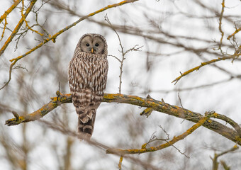 Strix uralensis on the branch