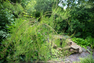 Green leaves of Tamarix This plant part of the family of tamaricaceae, is a secies of flowering plant. it is native to Euroasia and Africa. It is  also known as Tamarisk, salt cedar, taray