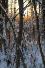 Branches of trees covered with snow at sunset.winter background