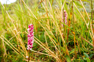 Travelling above the tree line in Alaska's Northern Talkeetna Mountains, a backpacking expedition came upon many alpine wildflowers.
