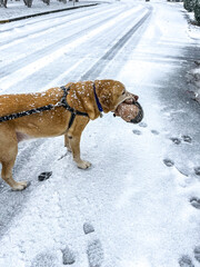 1/3/2022: Richmond, Virginia, USA - Yellow Labrador 