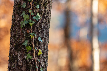 Ivy leaves on a tree trunk