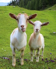 Two young goats (kids), one of them showing tongue, alpine meadow, Julian Alps, Slovenia
